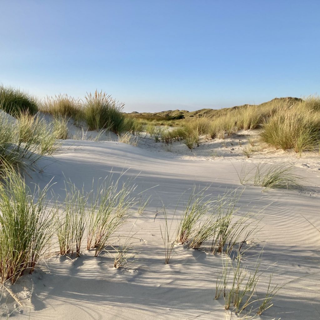 Ein Amrumer Strandabschnitt mit einer kleinen Düne, grüne Gräser auf weißem Sand.