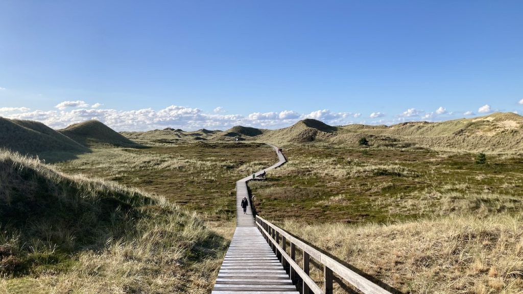 Eine weite Dünenlandschaft, durch die Bohlenwege führen.