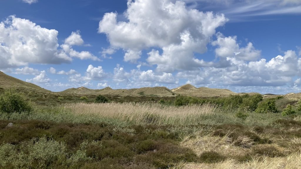 Die Dünenlandschaft gleich um die Ecke der AOK-Nordseeklinik auf Amrum, mit Gräsern, Büschen, hohen Dünen und darüber blauer Himmel mit weißen Wolken